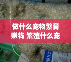 做什么宠物繁育赚钱 繁殖什么宠物赚钱