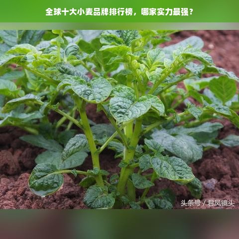 全球十大小麦品牌排行榜，哪家实力最强？