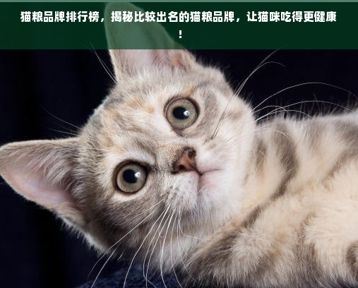 猫粮品牌排行榜，揭秘比较出名的猫粮品牌，让猫咪吃得更健康！