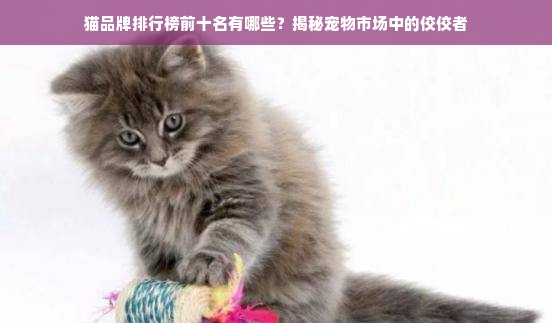 猫品牌排行榜前十名有哪些？揭秘宠物市场中的佼佼者