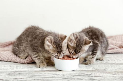 全球知名猫粮品牌排行榜，为您的猫咪挑选最佳食物