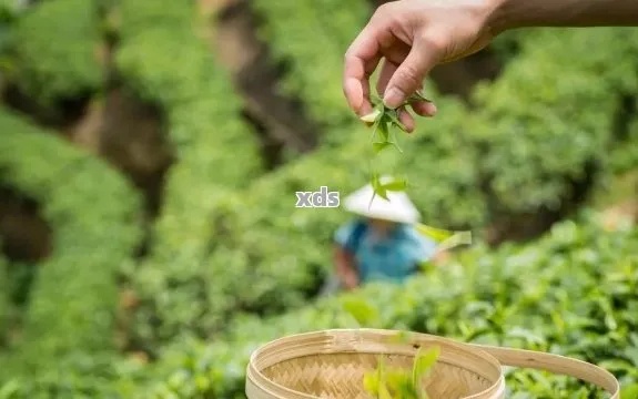 户外茶排行榜，探索十大品牌，领略大自然的馈赠