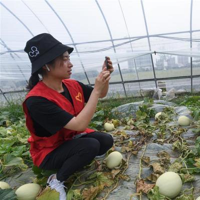 全球甜瓜品牌前十名排行榜，品味甜蜜，尽在其中