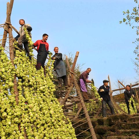 涪陵榨菜品牌排行榜前十名，让你吃得更健康、更放心！