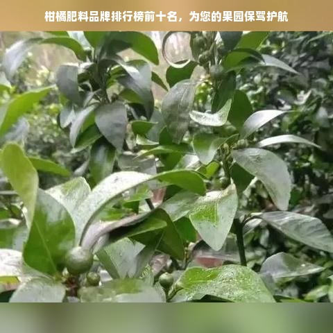 柑橘肥料品牌排行榜前十名，为您的果园保驾护航