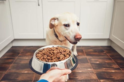 狗的排行榜前十名有哪些品牌，为您的爱犬挑选最好的伴侣