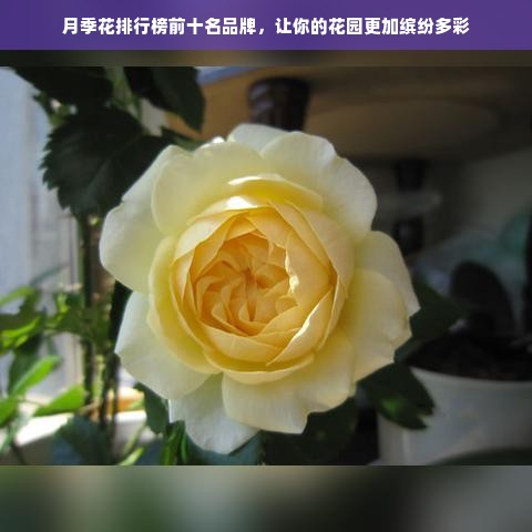 月季花排行榜前十名品牌，让你的花园更加缤纷多彩