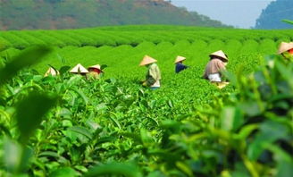 中国年轻茶叶品牌排行榜前十名揭晓，品味新时代茶文化