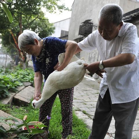 品牌鹅料排行榜前十名，为您精选优质鹅肉，让您吃得放心、健康、美味！