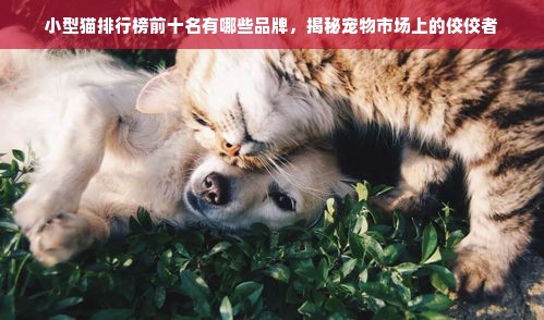 小型猫排行榜前十名有哪些品牌，揭秘宠物市场上的佼佼者