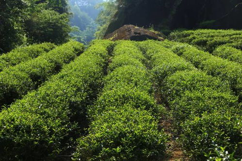 武夷山茶叶十大品牌排行榜，品味与品质的完美结合