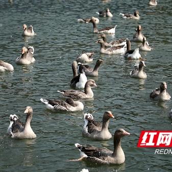 永州汽车品牌 永州汽车品牌有哪些