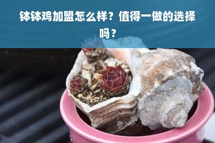 钵钵鸡加盟怎么样？值得一做的选择吗？