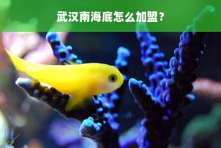 武汉南海底怎么加盟？