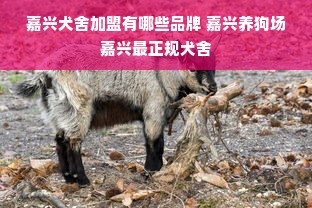 嘉兴犬舍加盟有哪些品牌 嘉兴养狗场嘉兴最正规犬舍