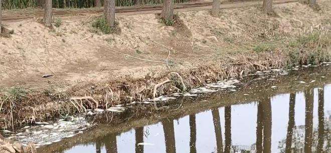 死鱼为什么还会动 死鱼为什么还会动起来