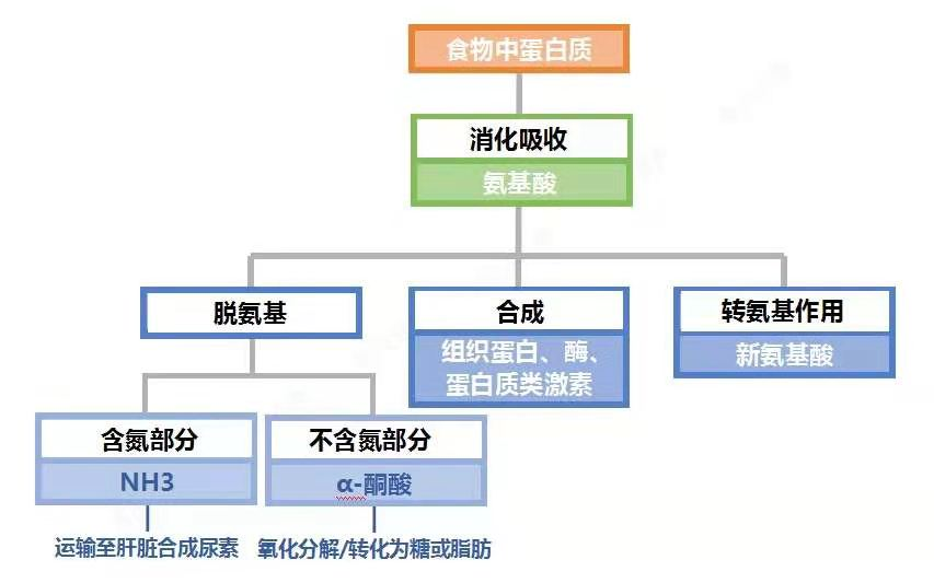 蛋白质的营养 蛋白质的营养价值视所含的____的种类及相互比例而定