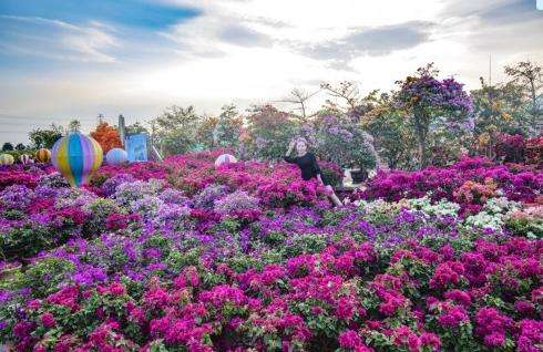 佛山看花景点 佛山周边赏花的地方