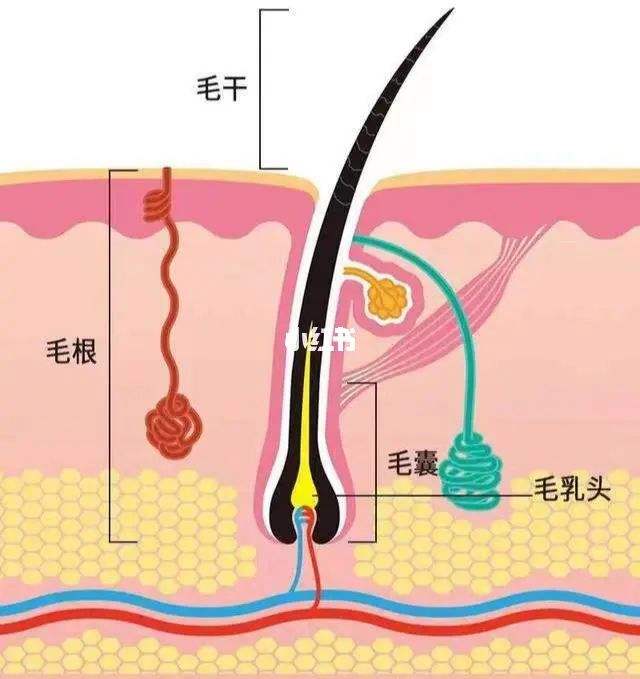 头发吃营养吗 长头发吃营养吗?