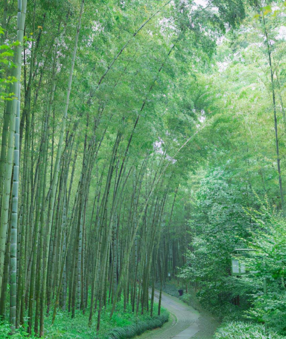 竹林图片大全风景图片 竹林图片大全风景图片 头像