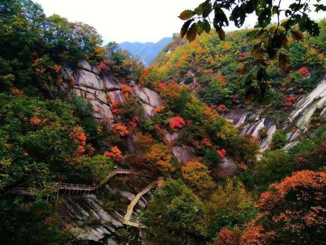 洛阳枫叶景点 洛阳枫叶景点图片