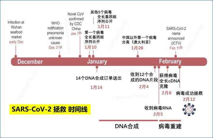 2019新冠病毒发病特征 2019年年底新型冠状病毒爆发