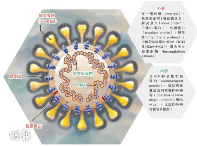 新冠病毒变种的序列变化 新冠病毒变种的序列变化图