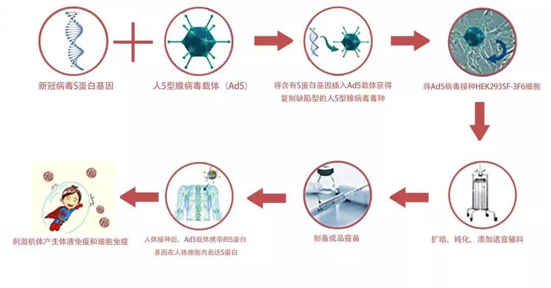 新冠腺病毒和灭活病毒区别 新冠病毒和腺病毒有什么关系