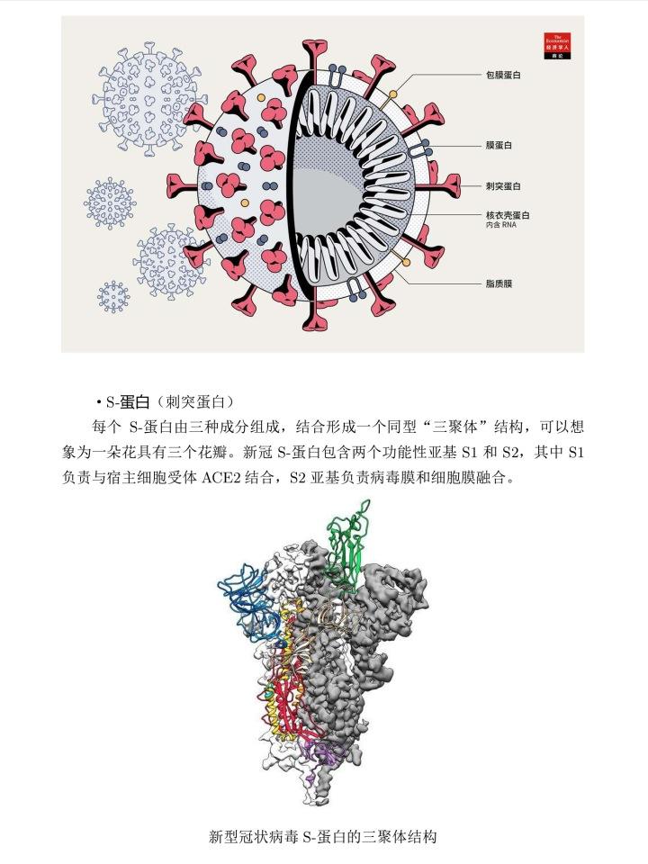 新冠病毒存在人体哪个部位 新冠病毒存在人体哪个部位了