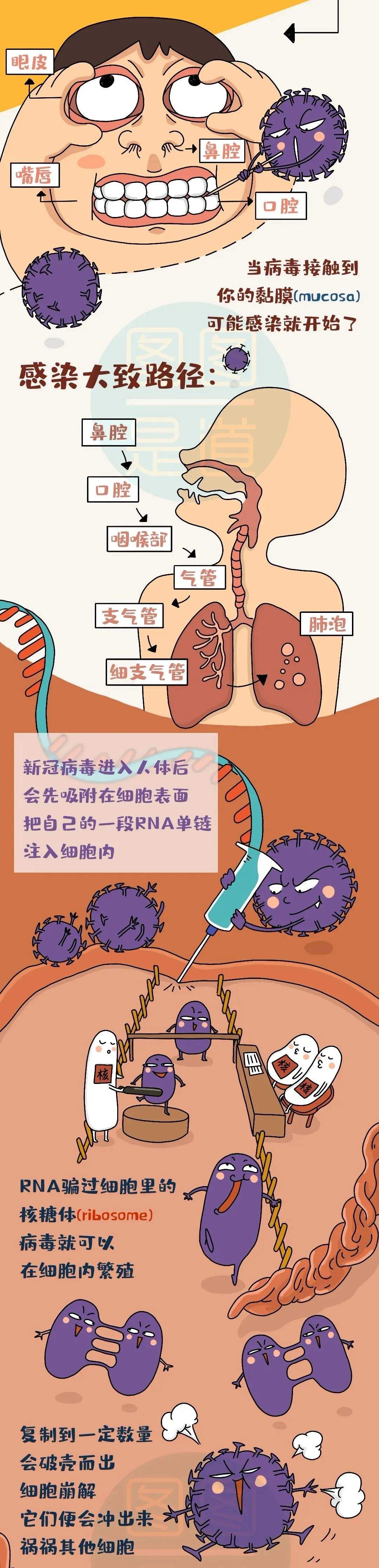 控制新冠病毒新策略 预防和控制新冠病毒的两个策略