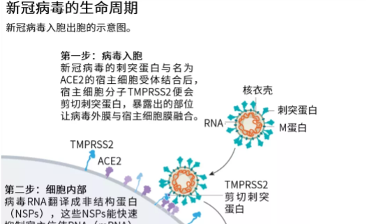 新冠病毒的结构以及危害 新冠病毒的结构以及危害图片