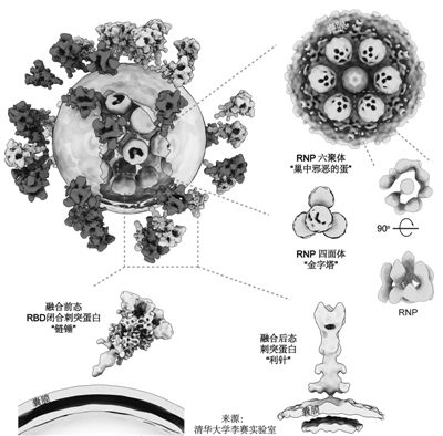 新冠病毒能承受几度低温 新冠病毒能承受多少度高温