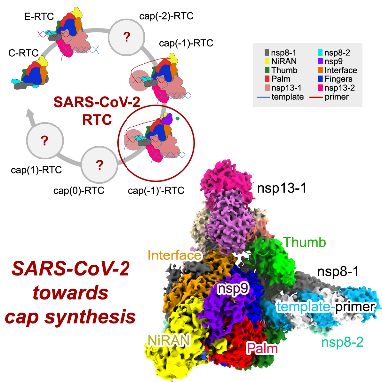 最早新冠病毒的命名 新冠病毒的正式名称为