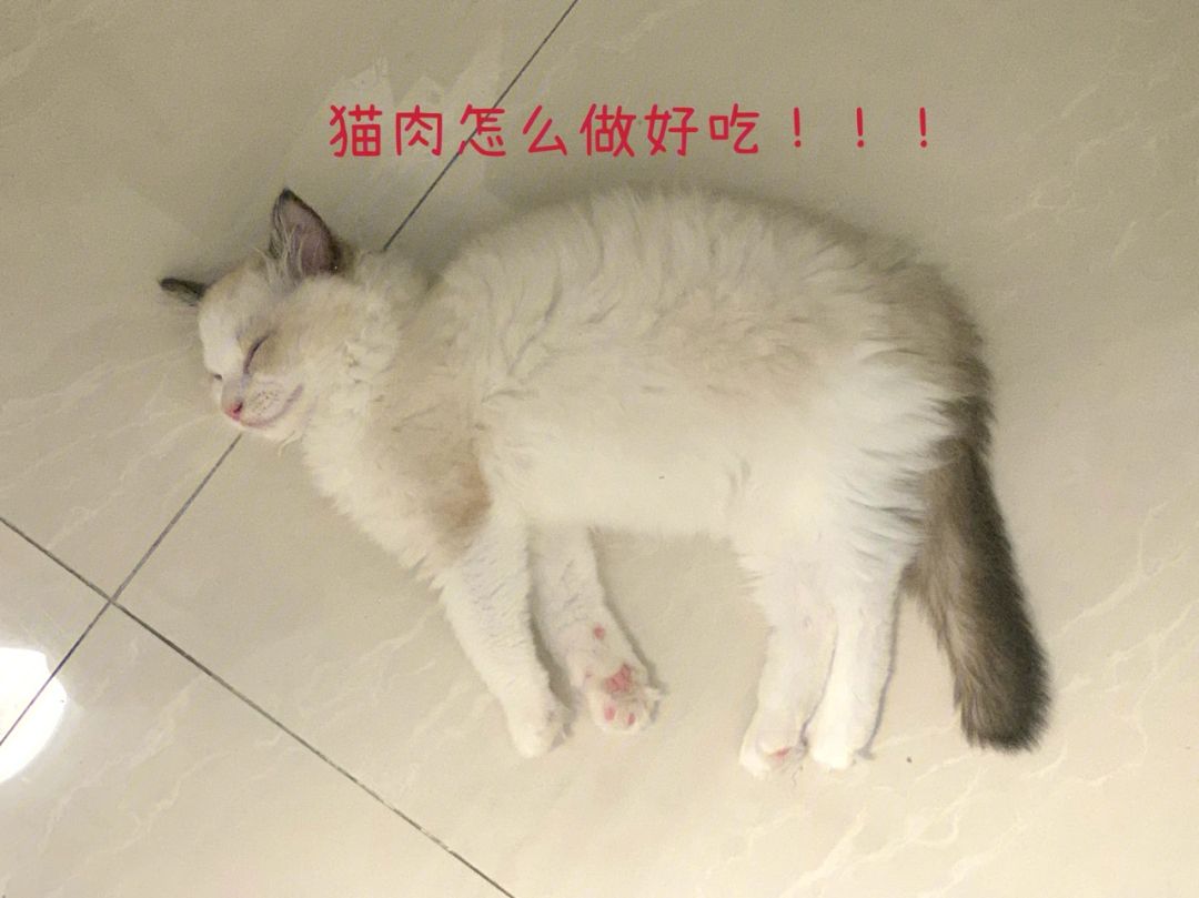 猫火锅 猫火锅部位