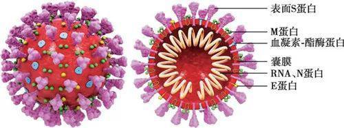 新冠腺病毒是不是流感病毒 新冠腺病毒是不是流感病毒引起的
