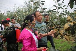 苹果能做面膜吗 苹果可以做面膜吗美白吗