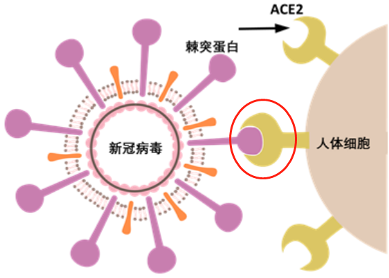 新冠病毒已变 新冠病毒已变异,疫苗有用吗