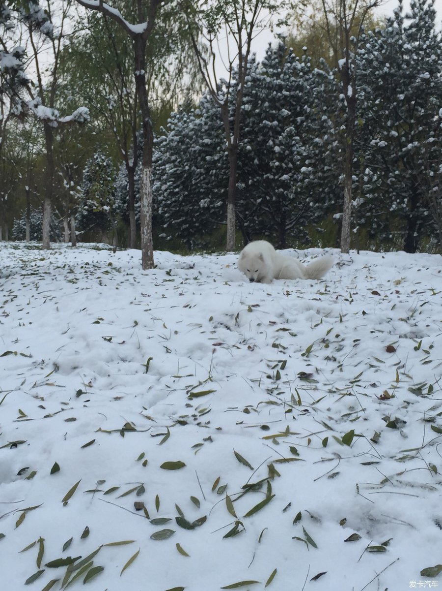 奥迪q5东北下雪 奥迪Q5四驱雨雪天气