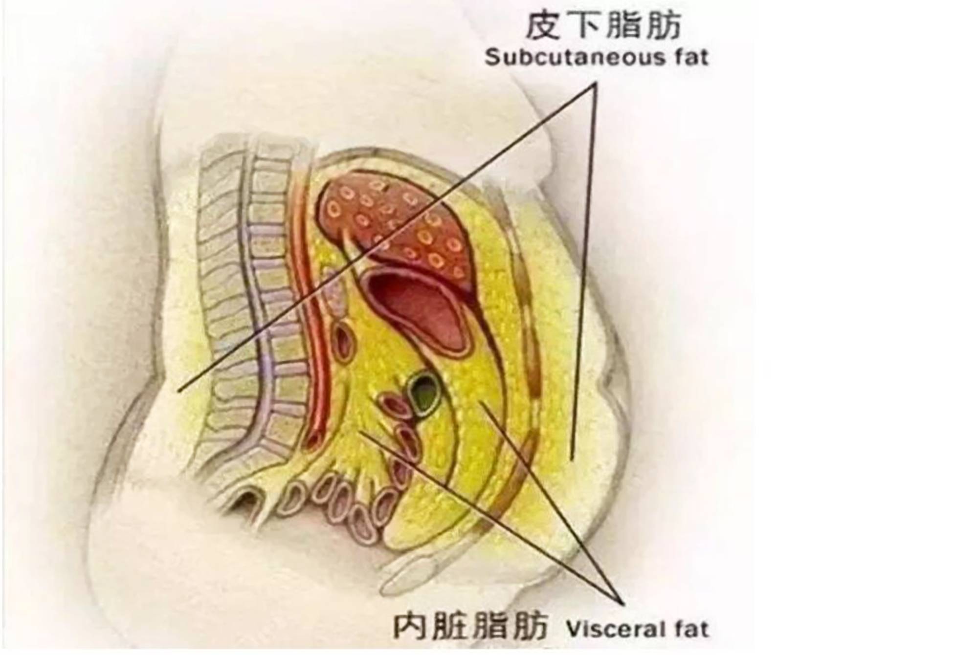 剖腹产多久可以减肥瘦身 剖腹产多久可以减肥瘦身运动