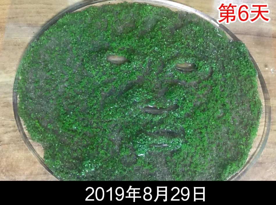 海藻面膜发芽 海藻面膜发芽了能干嘛