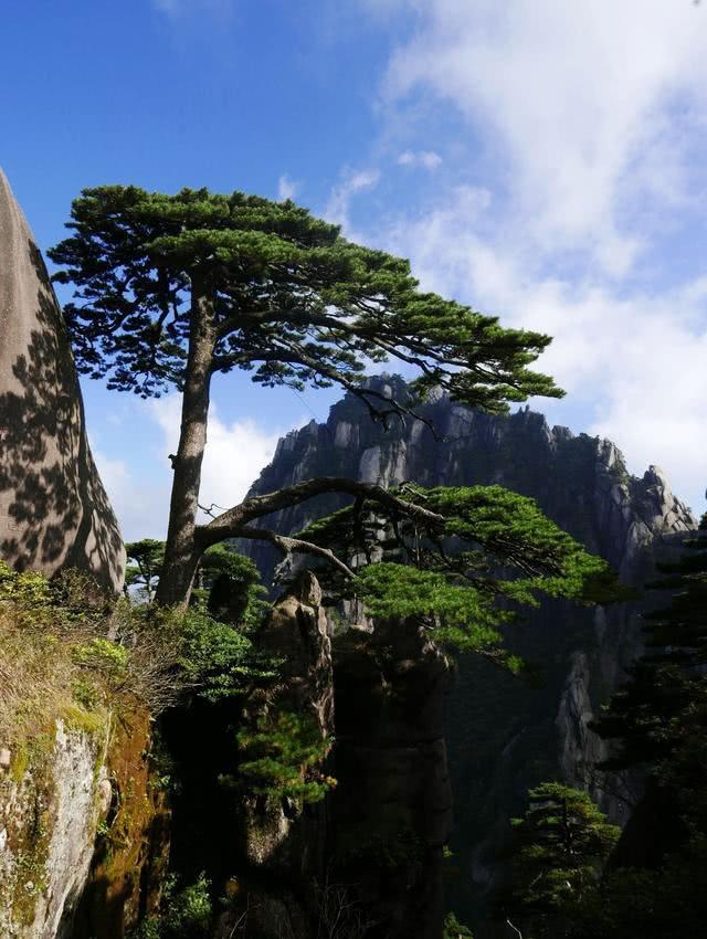 黄山的奇松资料 黄山奇松介绍资料