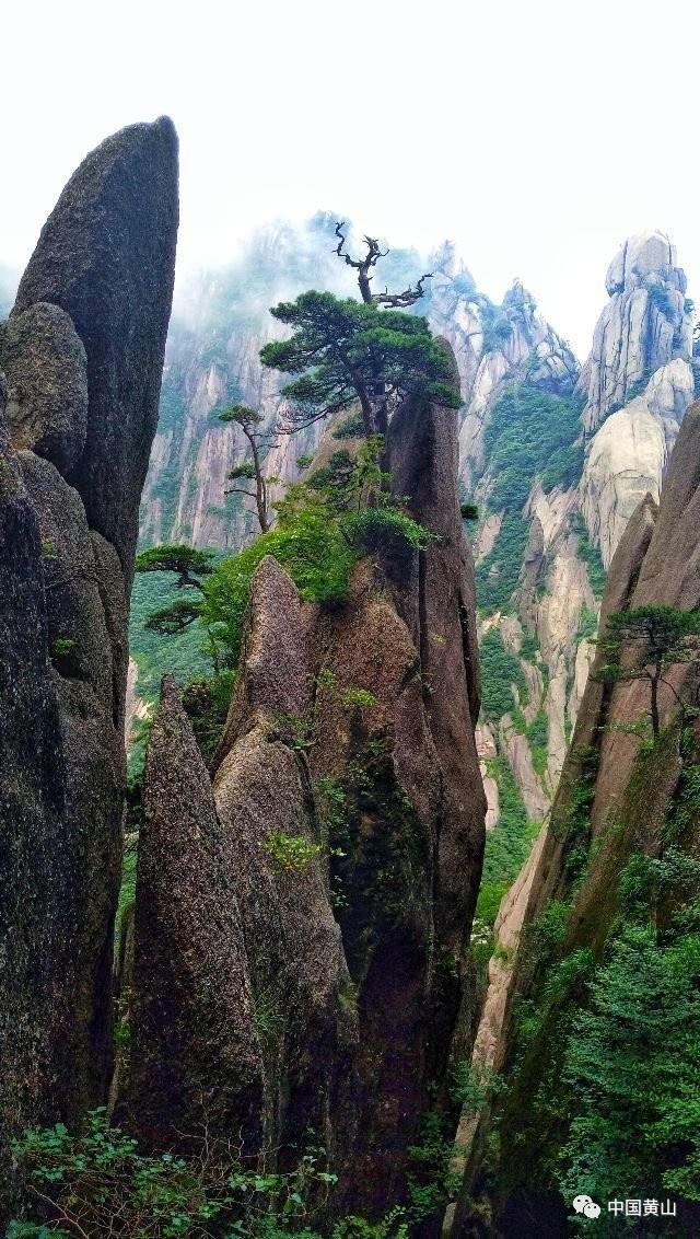 黄山的奇松资料 黄山奇松介绍资料