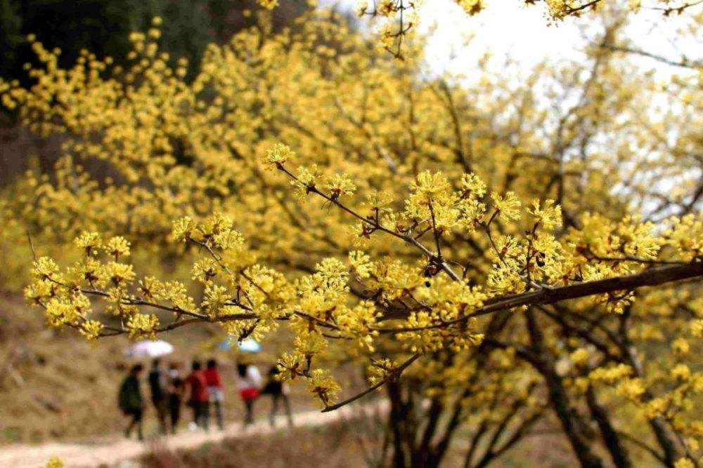 黄山市市花是什么花 黄山市的市花是什么花