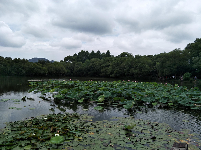 西湖水干 杭州西湖水干过吗