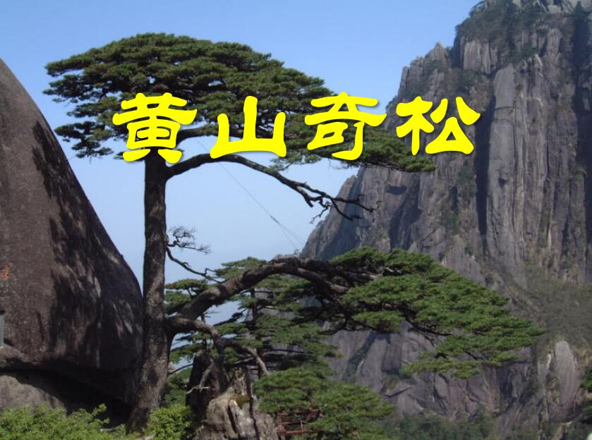 黄山奇松是几年级 黄山奇松的名字与什么有关二年级