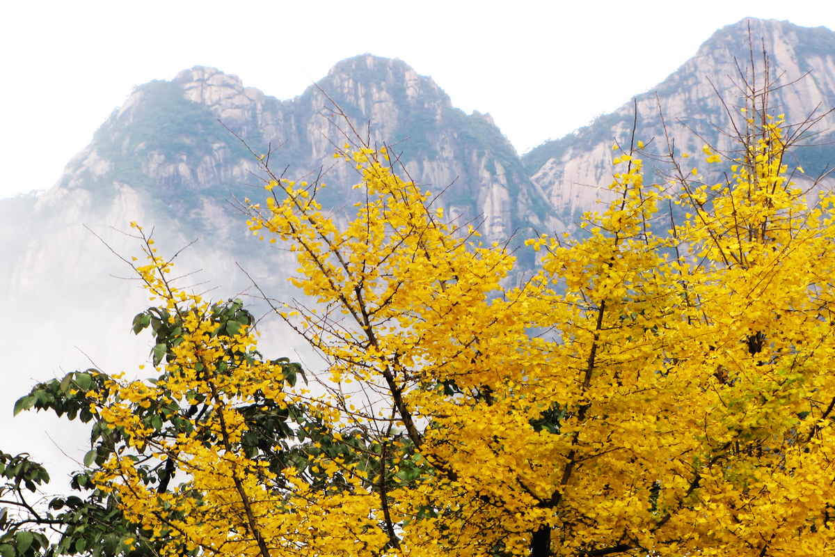 十一月初去黄山 十一月初去黄山好玩吗