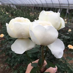 伊芙贵族香水 伊芙贵族香水月季