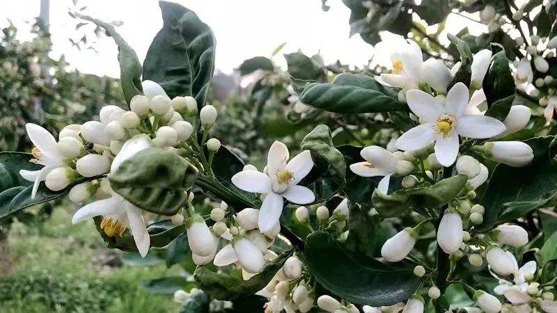 柚子花香水 柚子花香水作法