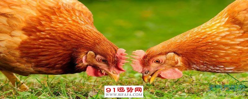 属鸡和什么不合 属鸡和什么不合婚