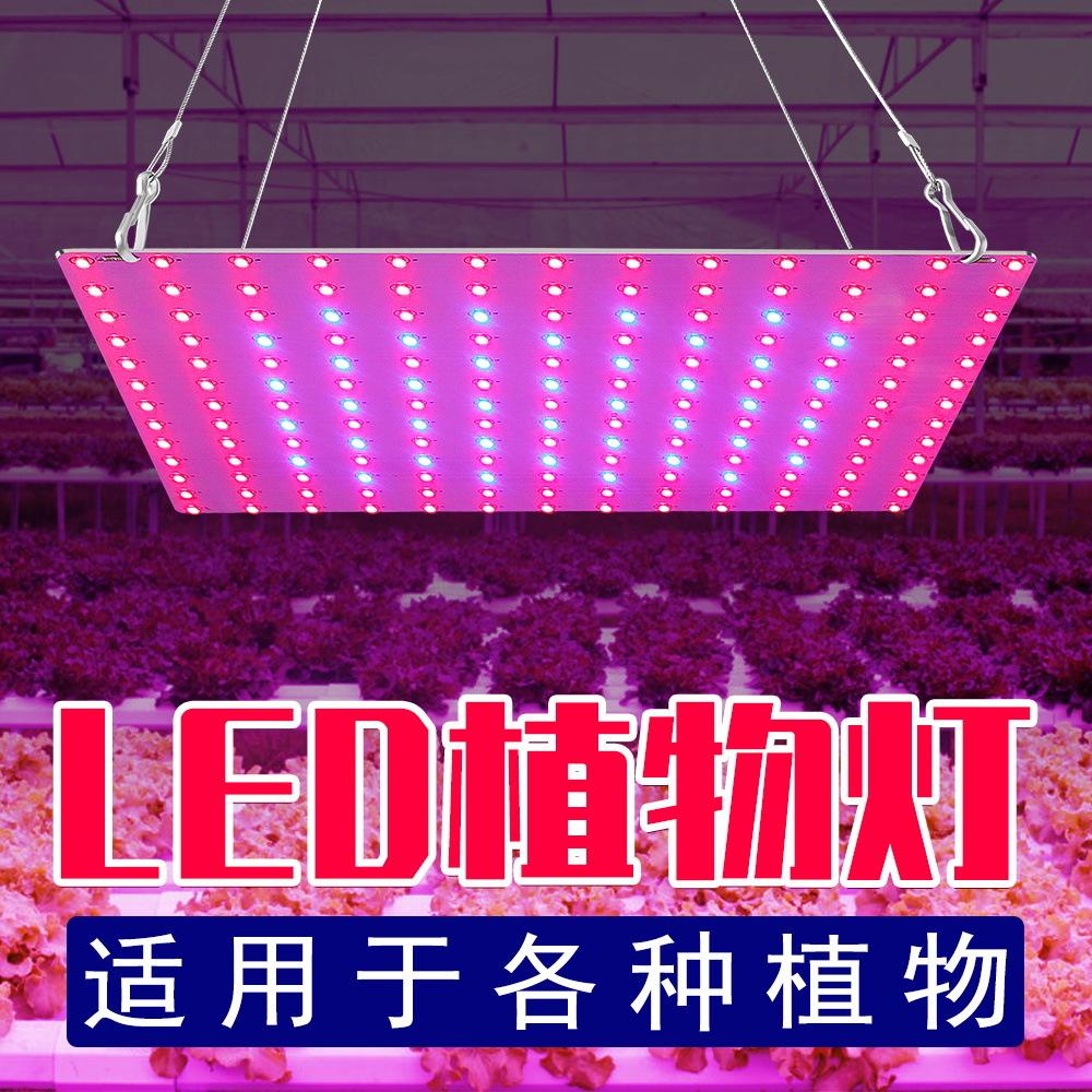 led植物灯专业厂家有哪些 led植物灯专业厂家有哪些牌子